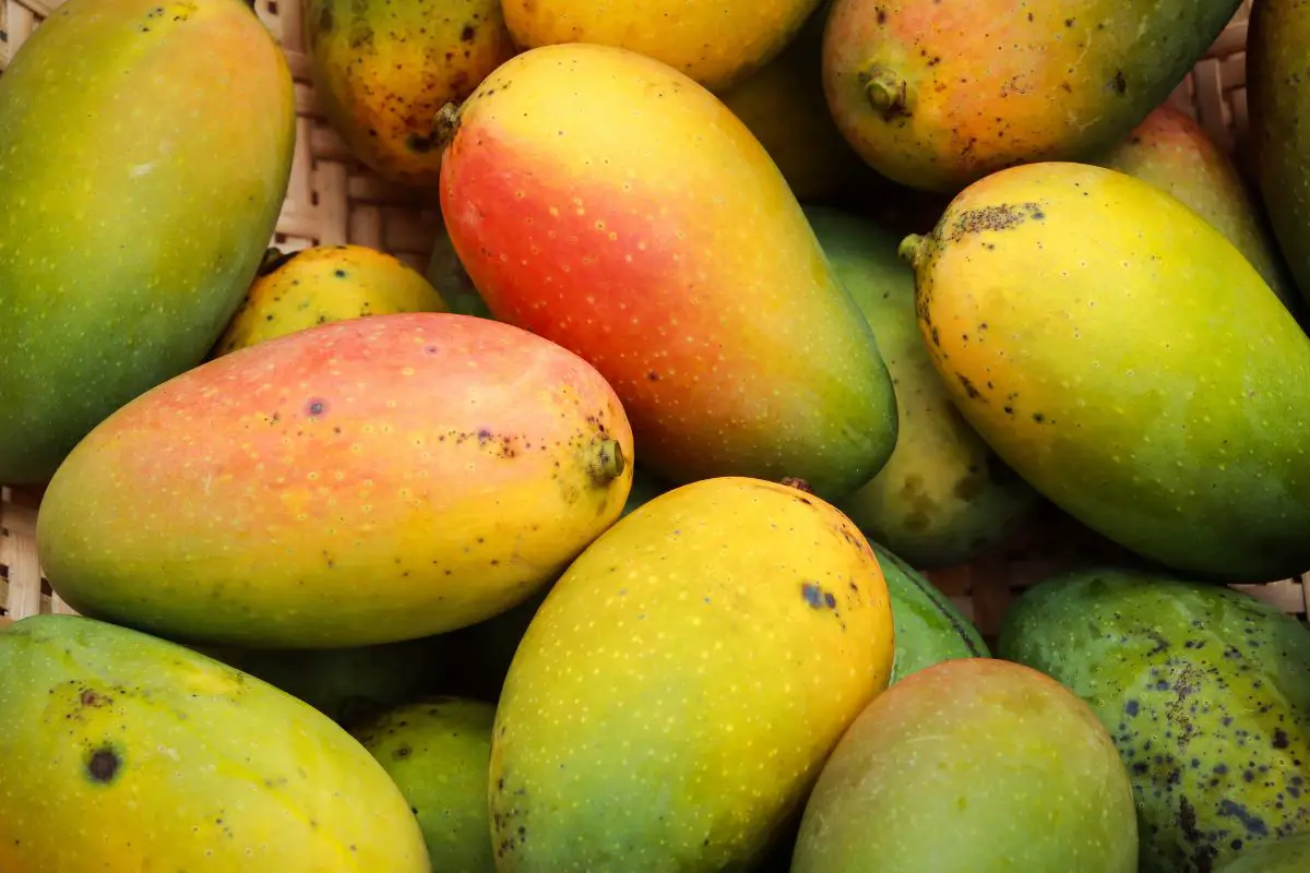 a group of mangoes on display representing how to tell if a mango is bad
